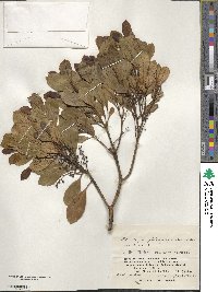 Elaeocarpus photiniifolia image