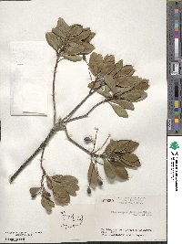 Elaeocarpus photiniifolia image