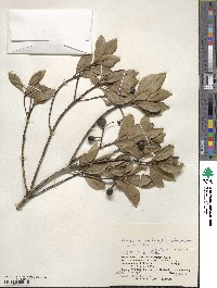 Elaeocarpus photiniifolia image