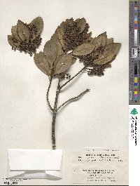 Elaeocarpus photiniifolia image