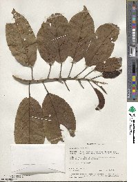 Elaeocarpus robustus image