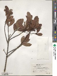 Elaeocarpus lanceifolius image