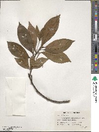 Elaeocarpus lanceifolius image