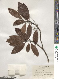 Elaeocarpus lanceifolius image