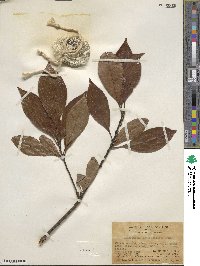 Elaeocarpus lanceifolius image