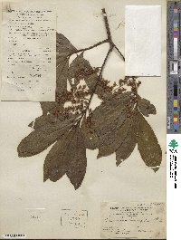 Elaeocarpus lanceifolius image