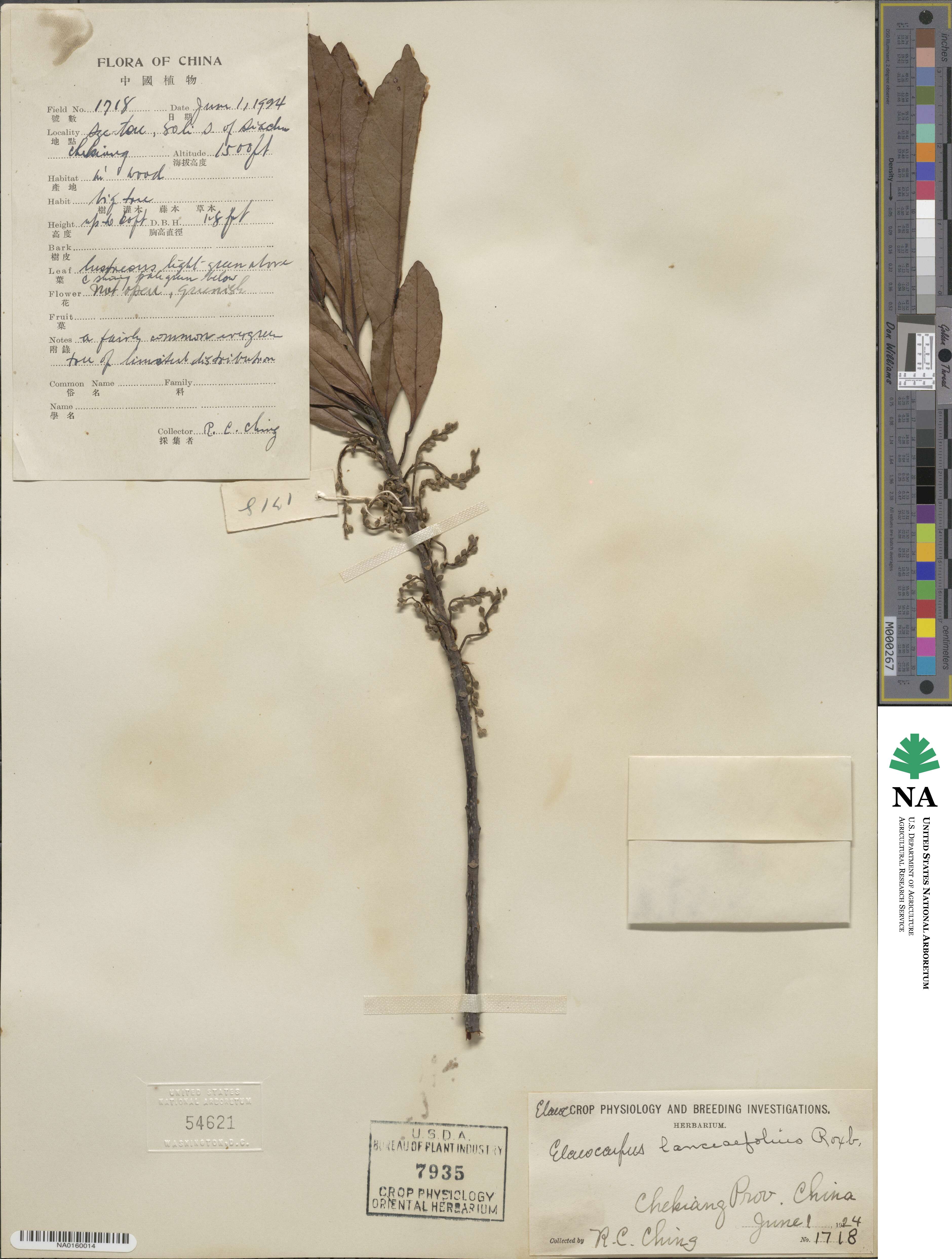 Elaeocarpus lanceifolius image