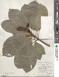 Elaeocarpus multiflorus image