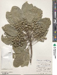 Elaeocarpus multiflorus image