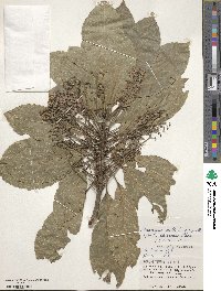 Elaeocarpus multiflorus image