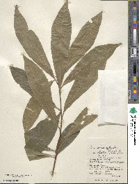 Elaeocarpus sylvestris image