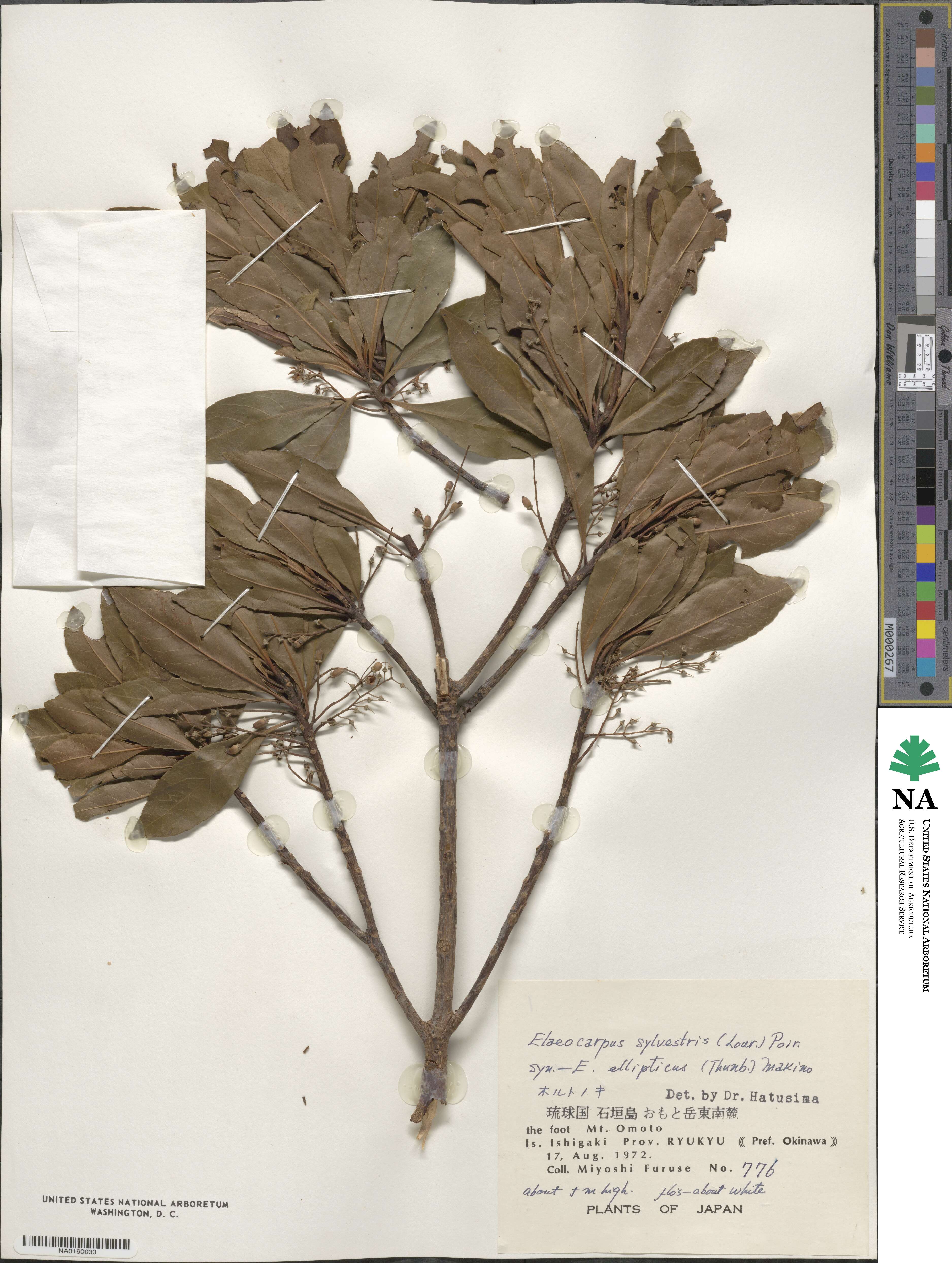 Elaeocarpus sylvestris image