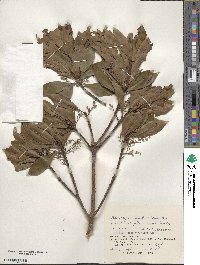 Elaeocarpus sylvestris image