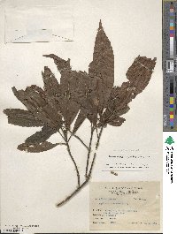 Elaeocarpus sylvestris image