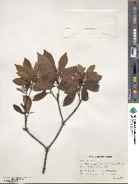 Elaeocarpus sylvestris image