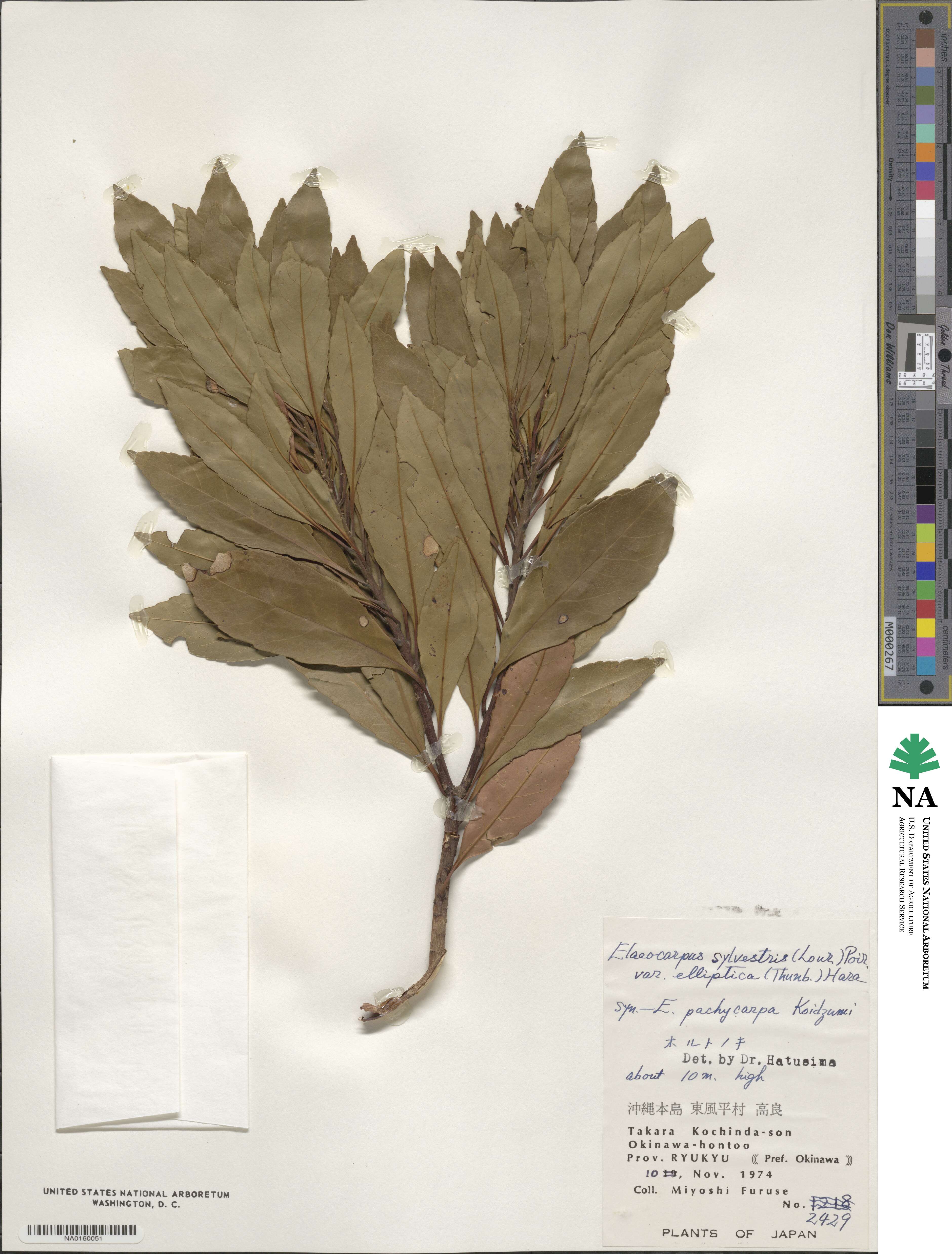 Elaeocarpus decipiens image