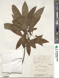 Elaeocarpus decipiens image