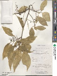 Image of Elaeocarpus arnhemicus