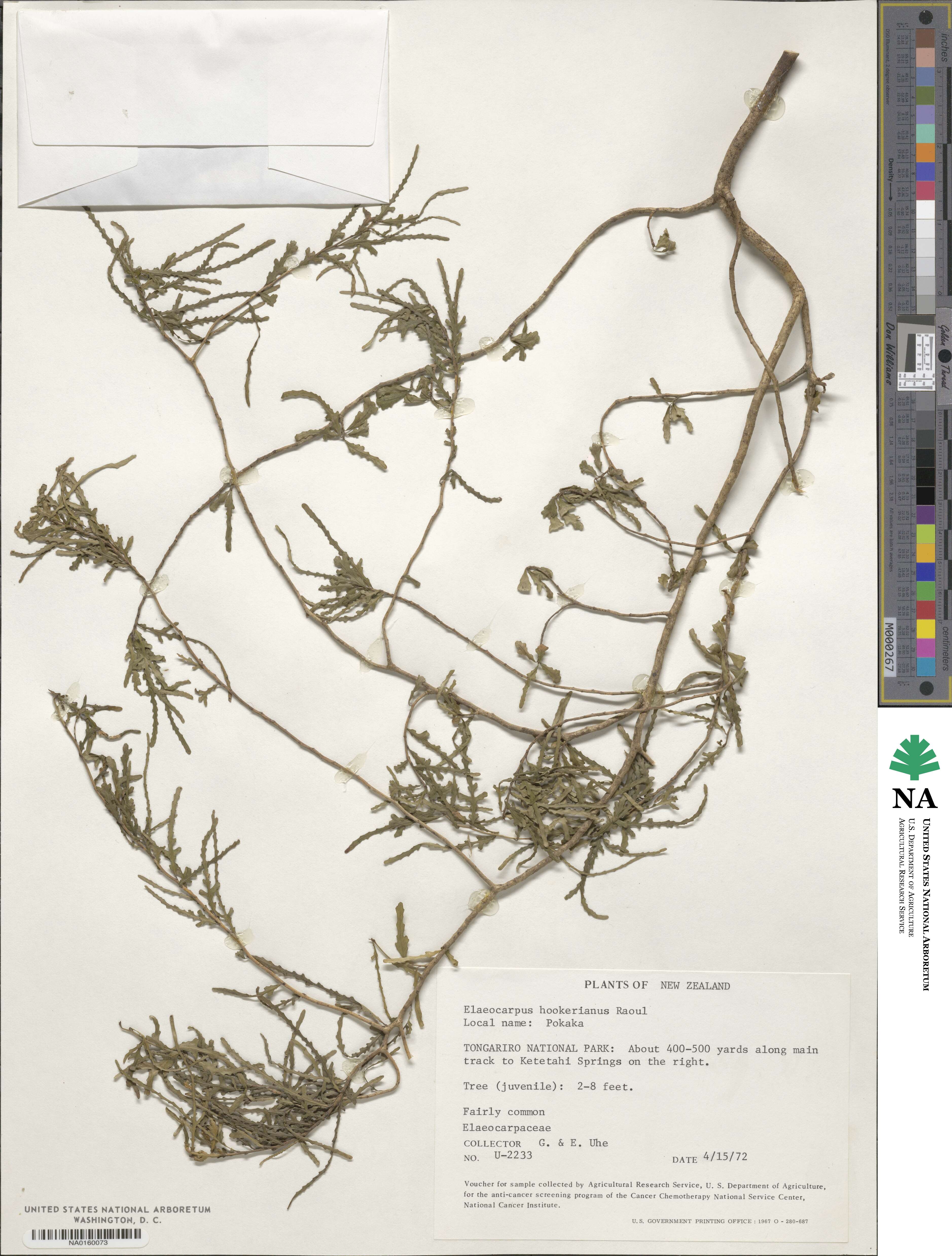 Elaeocarpus hookerianus image