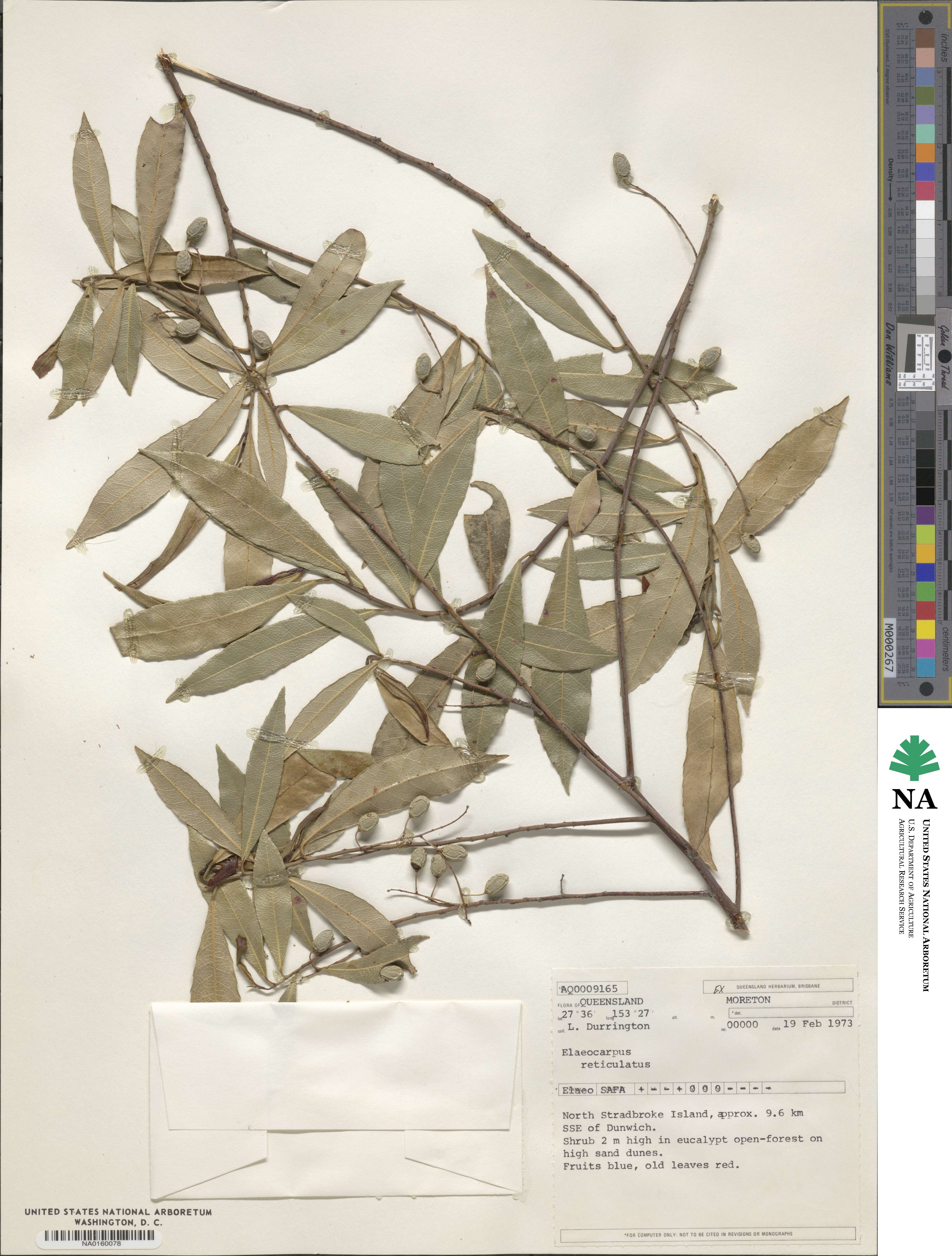 Elaeocarpus reticulatus image