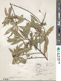 Elaeocarpus reticulatus image