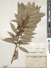 Elaeocarpus reticulatus image