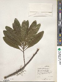 Elaeocarpus angustifolius image