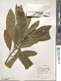 Elaeocarpus angustifolius image