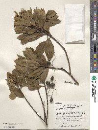 Elaeocarpus decipiens image