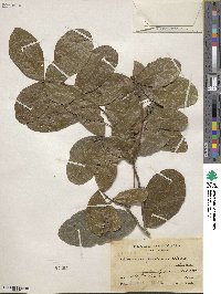 Sloanea terniflora image