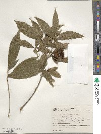 Image of Sloanea garckeana