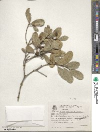 Sloanea hirsuta subsp. hirsuta image