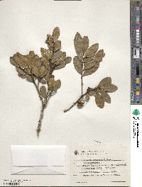 Sloanea hirsuta subsp. hirsuta image