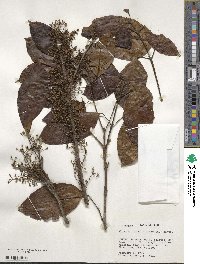 Image of Sloanea laurifolia