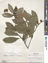 Sloanea terniflora image