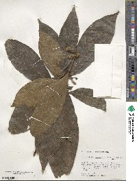 Sloanea terniflora image