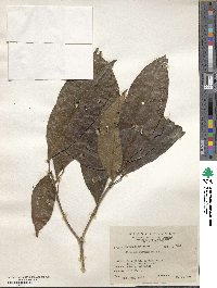 Sloanea dasycarpa image