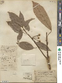 Sloanea sinensis image