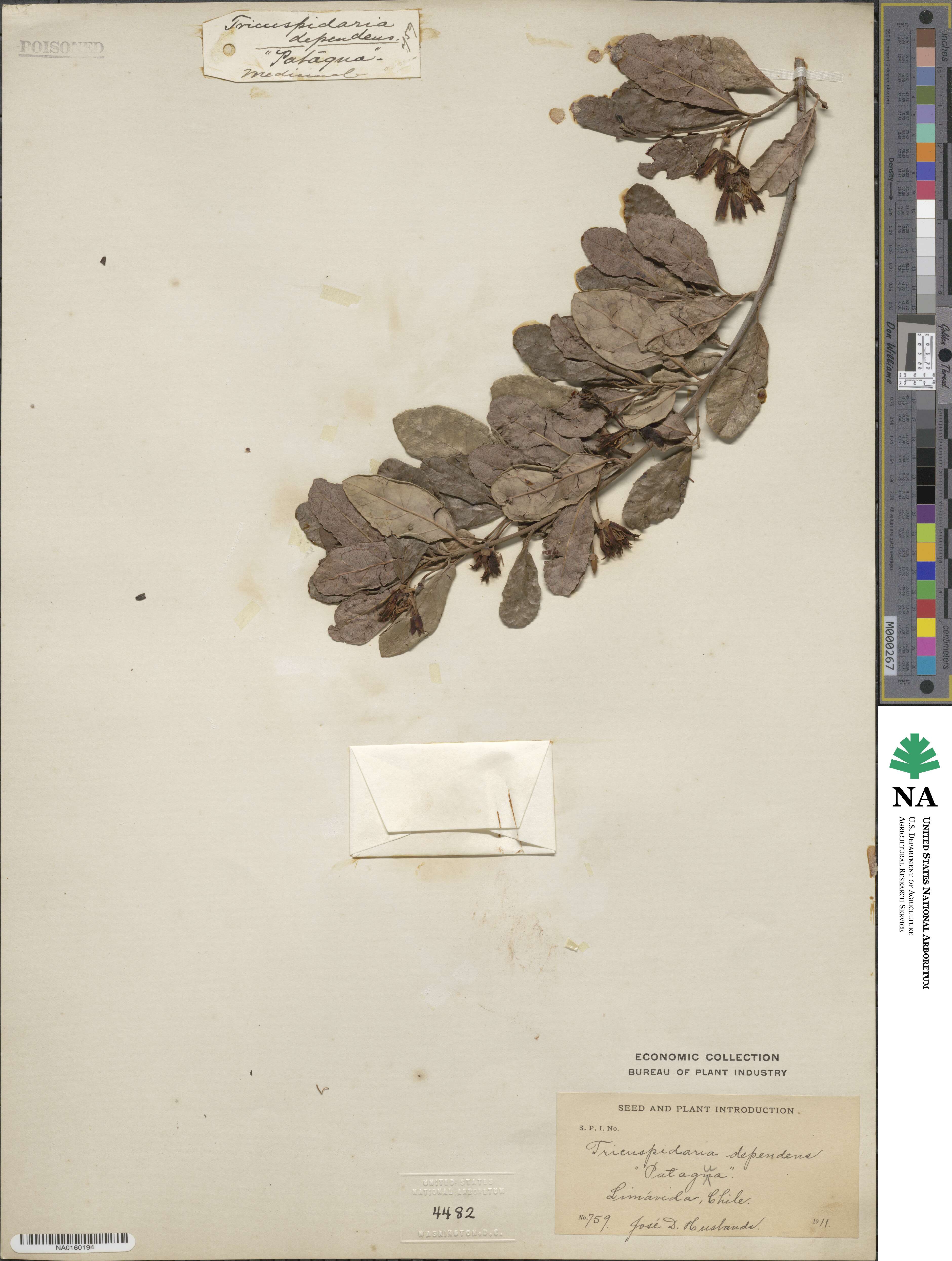 Crinodendron image