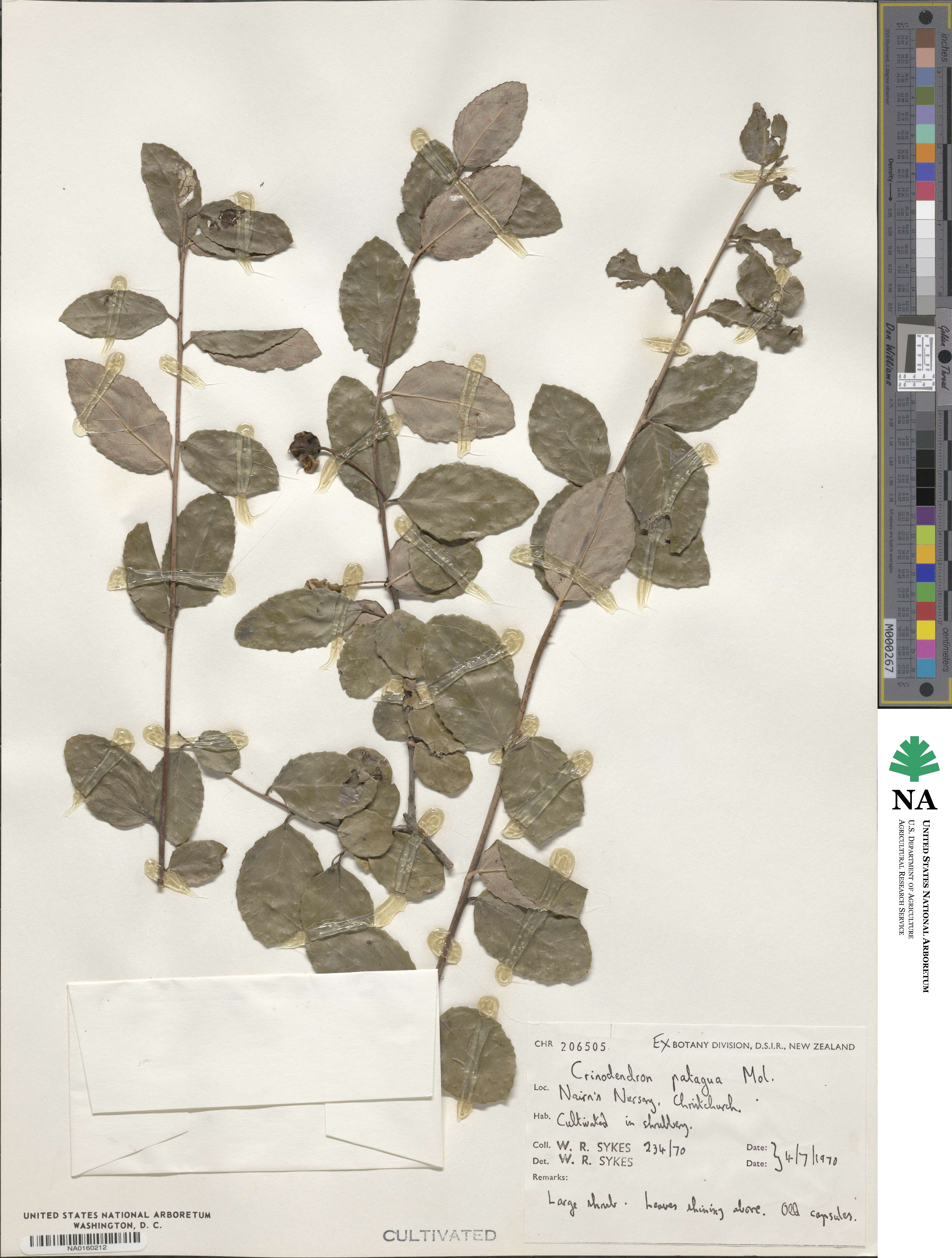 Crinodendron image