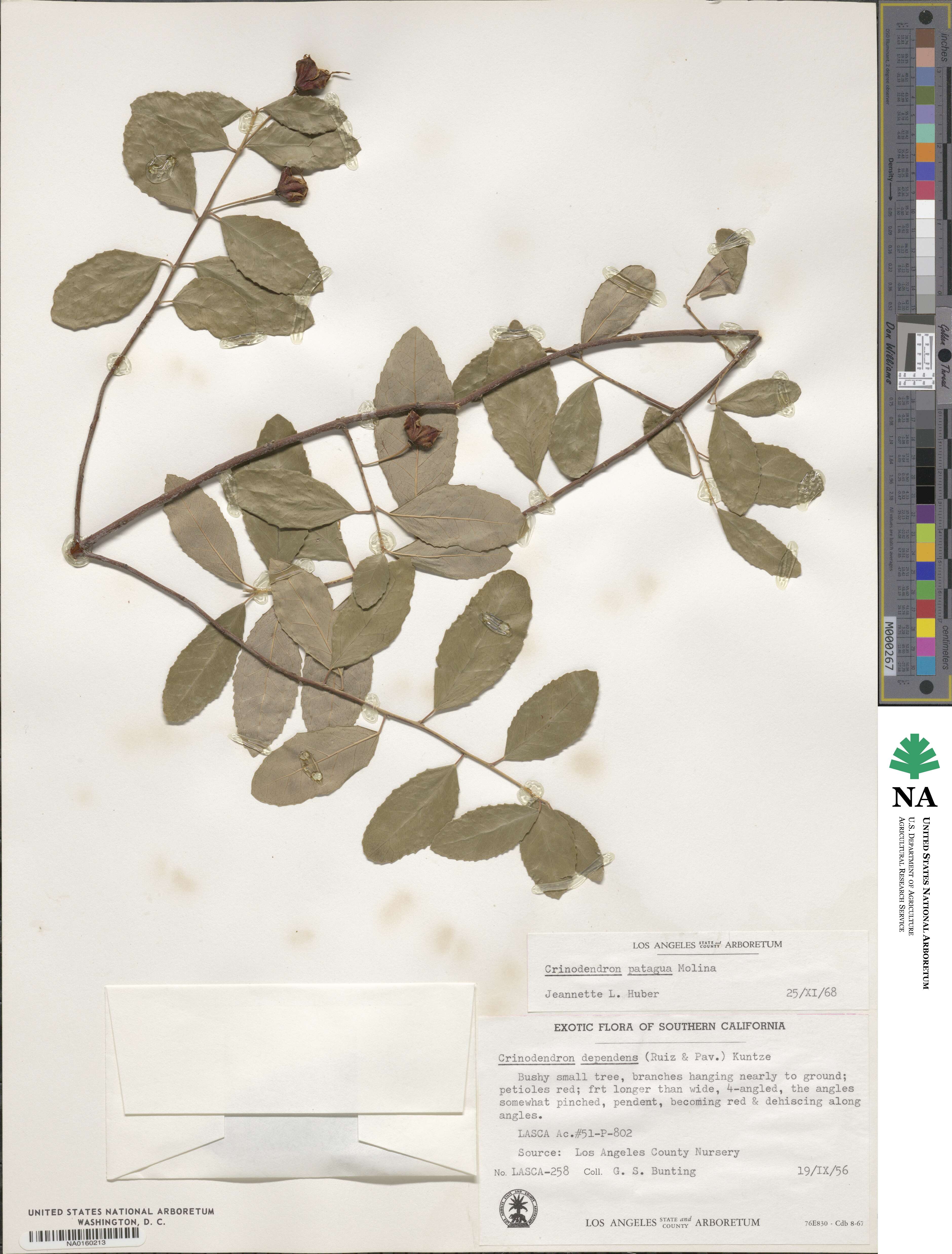 Crinodendron patagua image