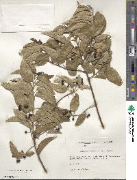 Aristotelia chilensis image