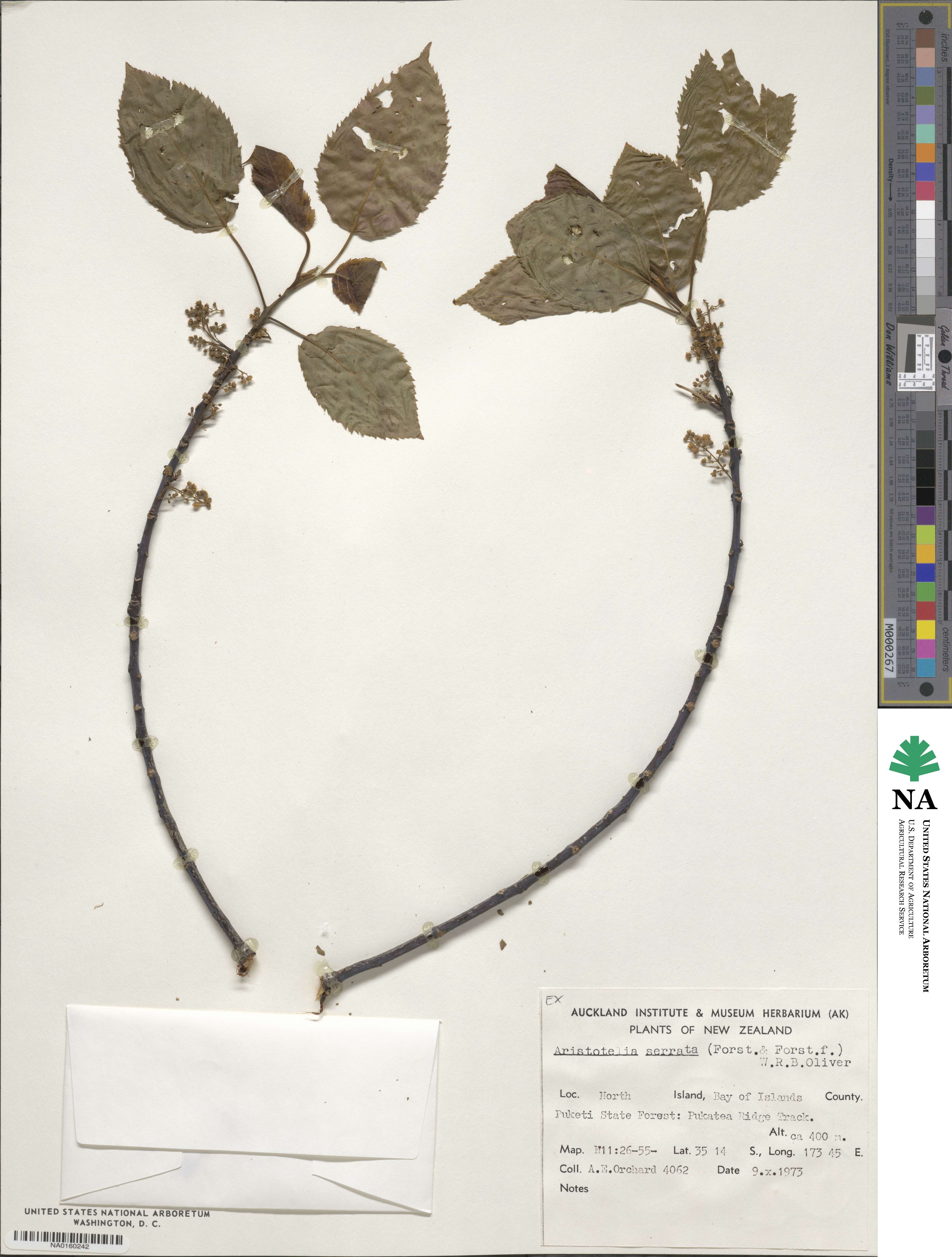 Aristotelia serrata image