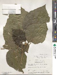 Entelea arborescens image