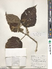 Entelea arborescens image