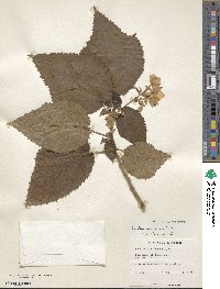 Entelea arborescens image