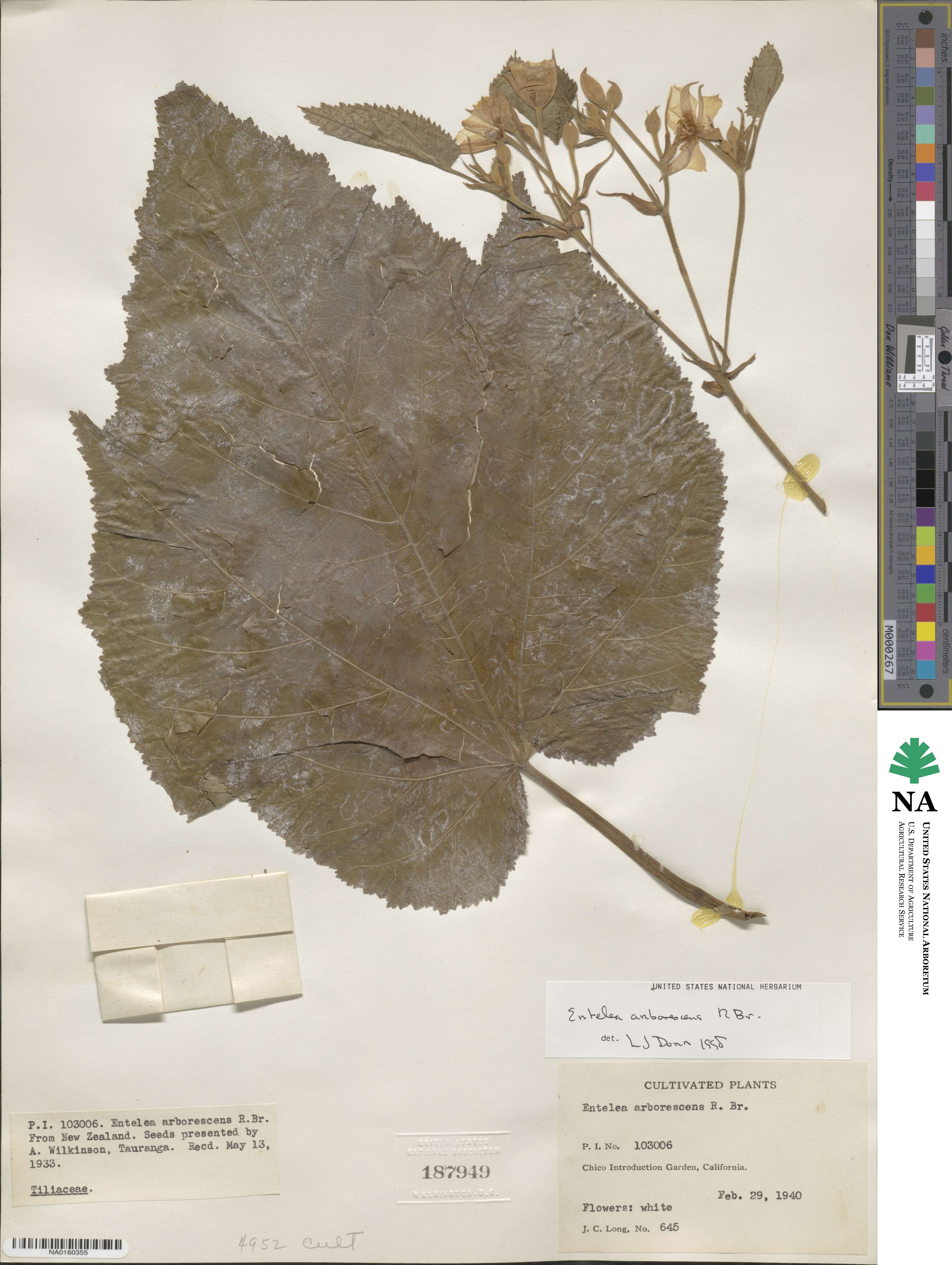 Entelea arborescens image