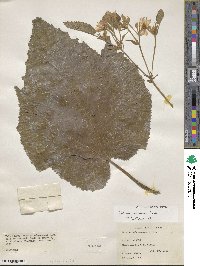 Entelea arborescens image