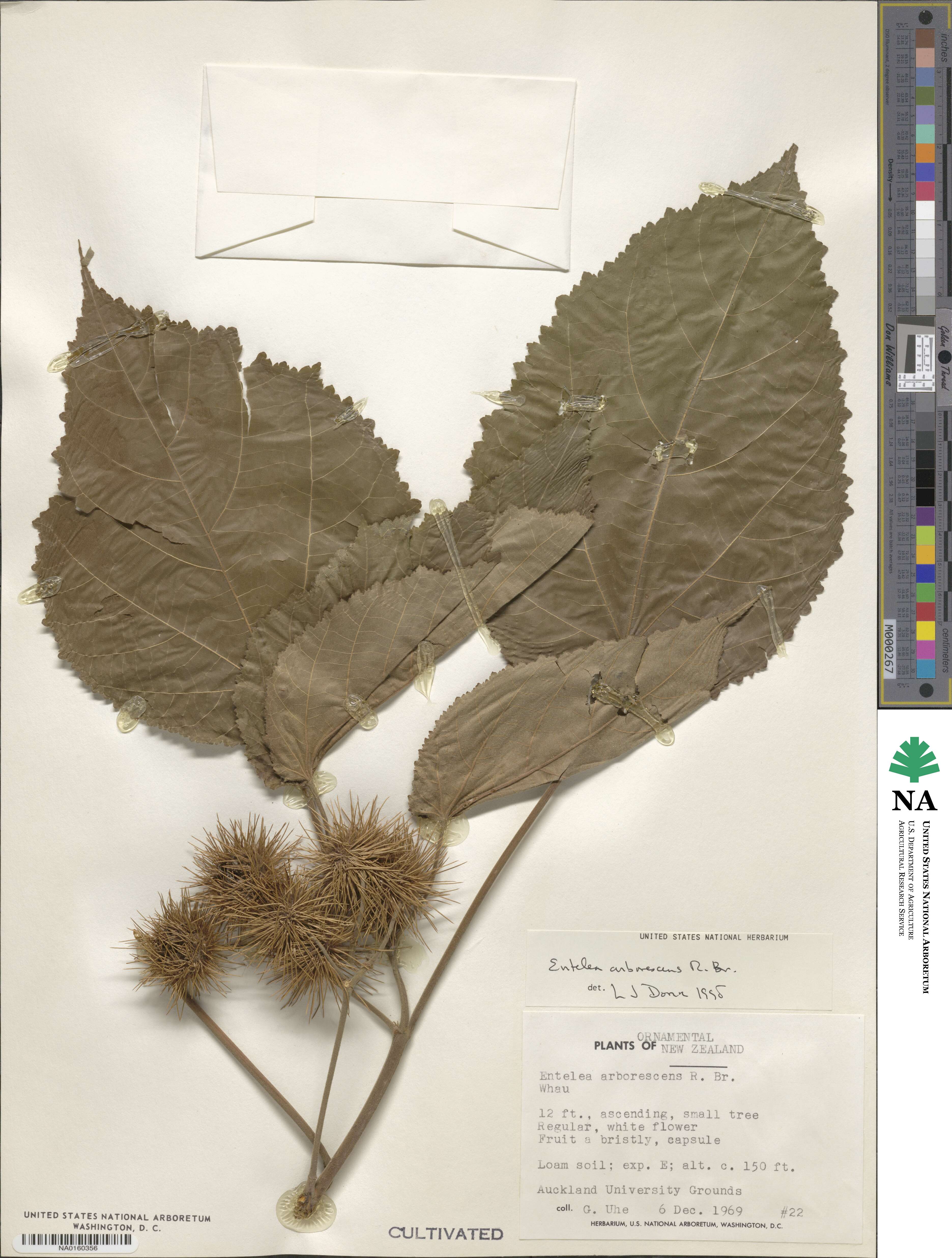 Entelea arborescens image