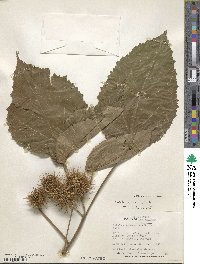 Entelea arborescens image